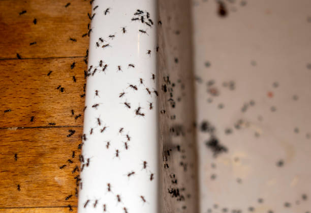 Flea Control Services in Atlantic City, NJ