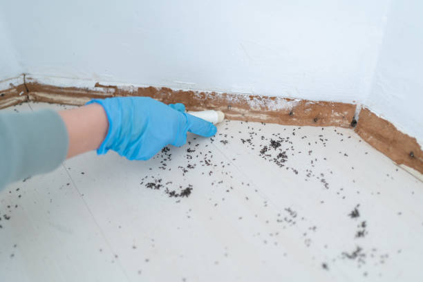 Insect Control in Atlantic City, NJ
